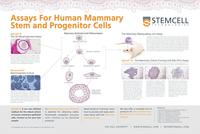 WA10009-Assays_Human_Mammary_Stem_Progenitor_Cells_page-0001.jpg