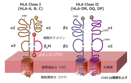 HLA-structure-image.jpg