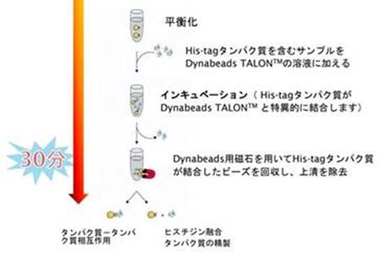 Dynabeads His-tagの精製及びPull Downプロトコールを教えてください。 | ベリタス