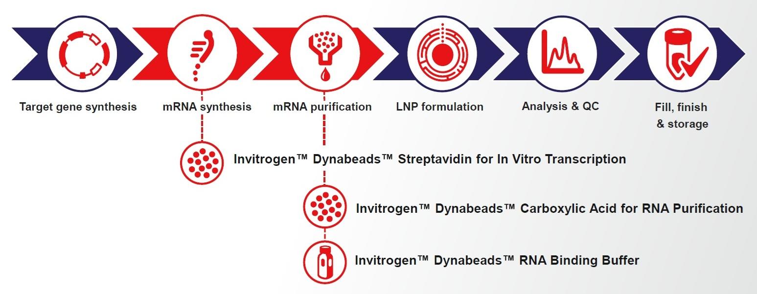 Dynabeads_mRNA_flow.jpg