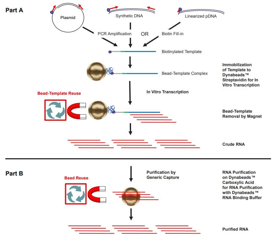 Dynabeads_rna_protocol.jpg