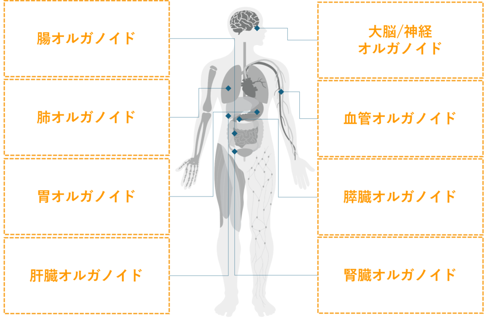 Organoid-human-body.png