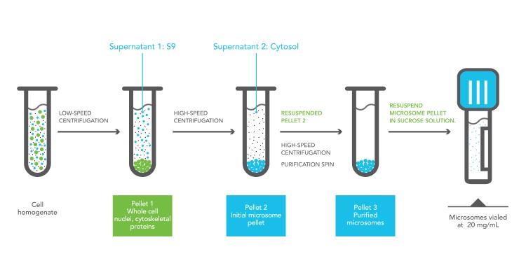 ivt_subcellular.jpg