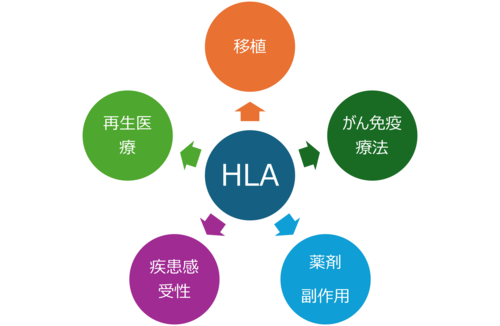 移植医療以外で活用されるHLA